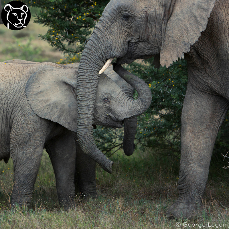 BornFreeFDN's tweet photo. The UK ivory market needs to be shut down! Please sign &amp; share this petition today 🐘 Visit: https://t.co/4FFogHJeGp https://t.co/0xSxEm0n4t