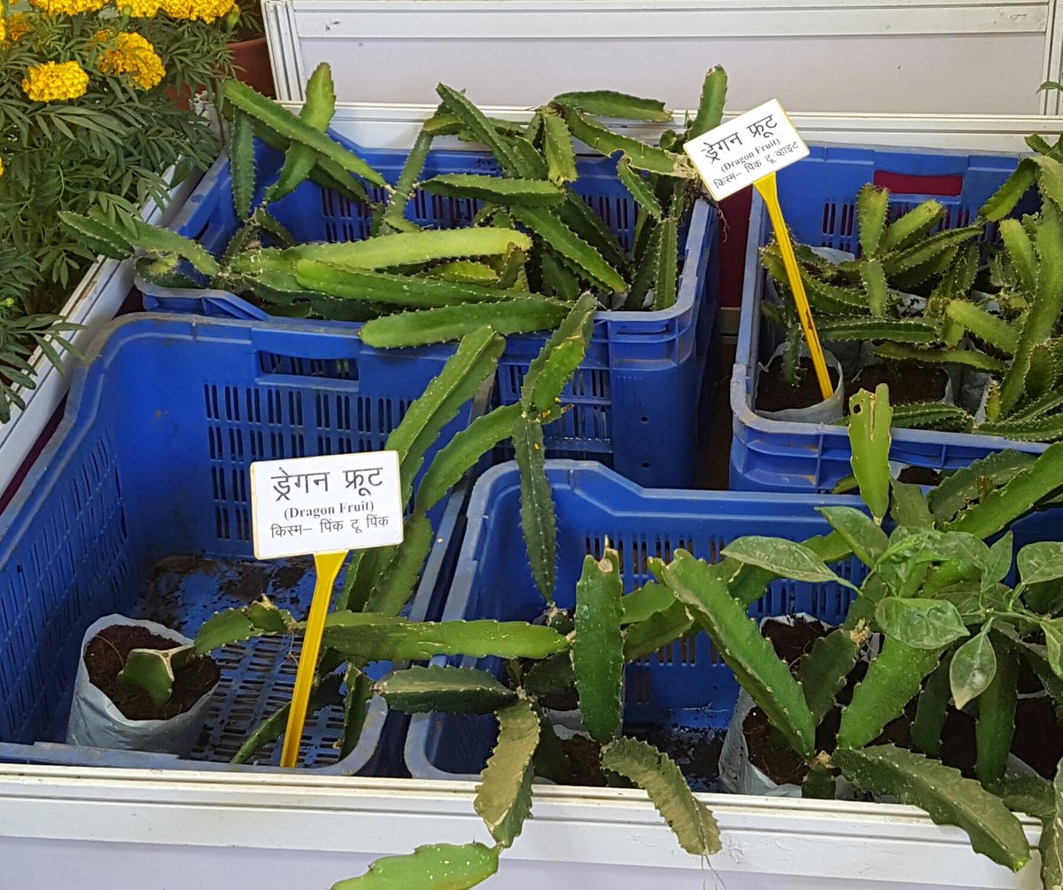 edwarddickinson's tweet image. Now that should grow very well in Rajasthan! Dragon fruit. Lots of great diversification ideas at #GRAM2016 #ReinventIndianFarming