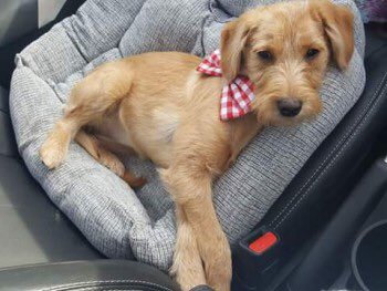 Maggie has seizures and needs to he found, she has a shaved head from a CSF test. #Missing #EastBarnet   <a href="/DoglostUK/">DogLost</a> doglost.co.uk/dog-blog.php?d…