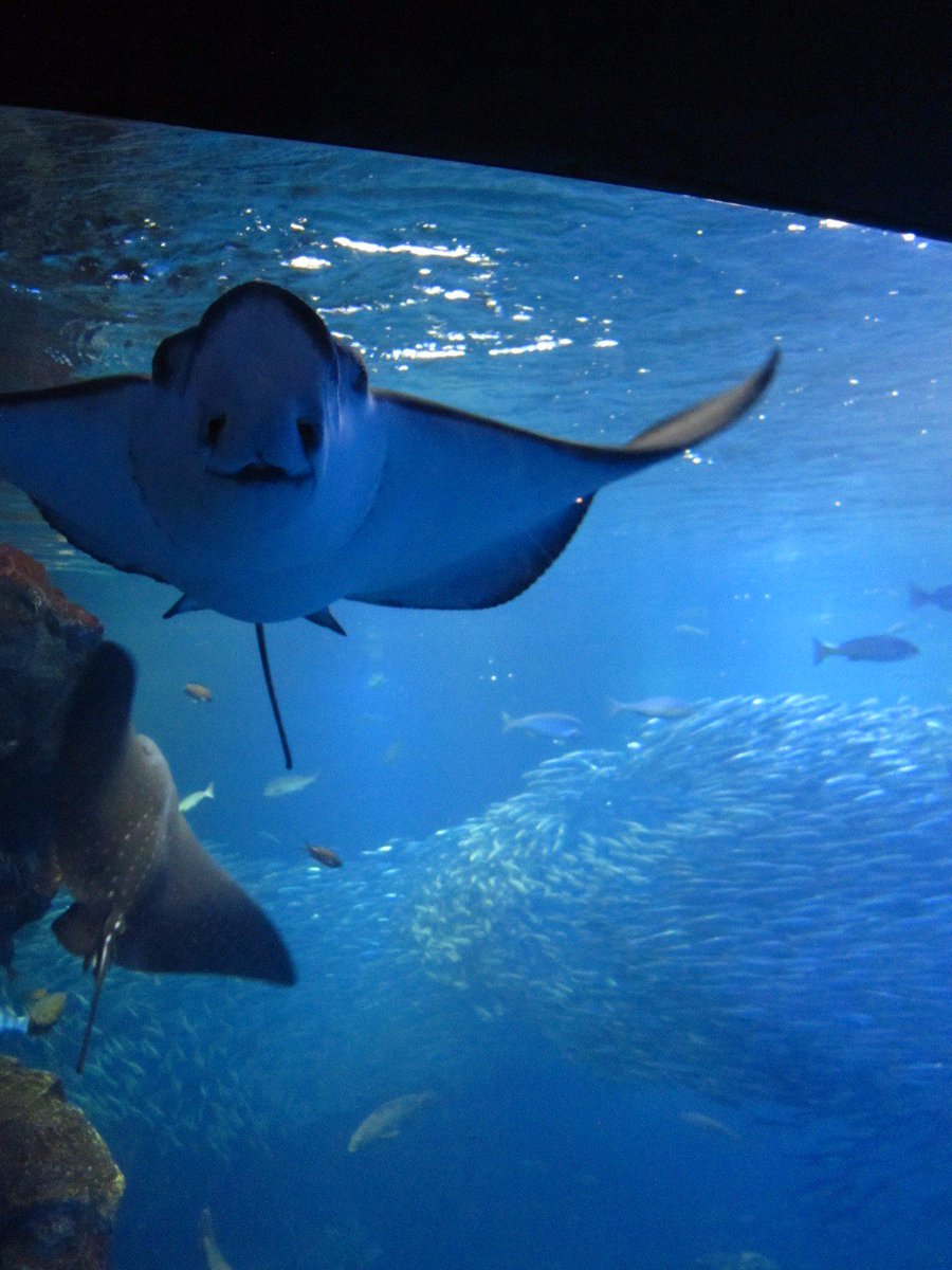 O Xrhsths もふもふ Sto Twitter エイの裏側は顔じゃないと分かってるのに こちらを見てるようにしか見えない 可愛すぎるやろ エイの裏側