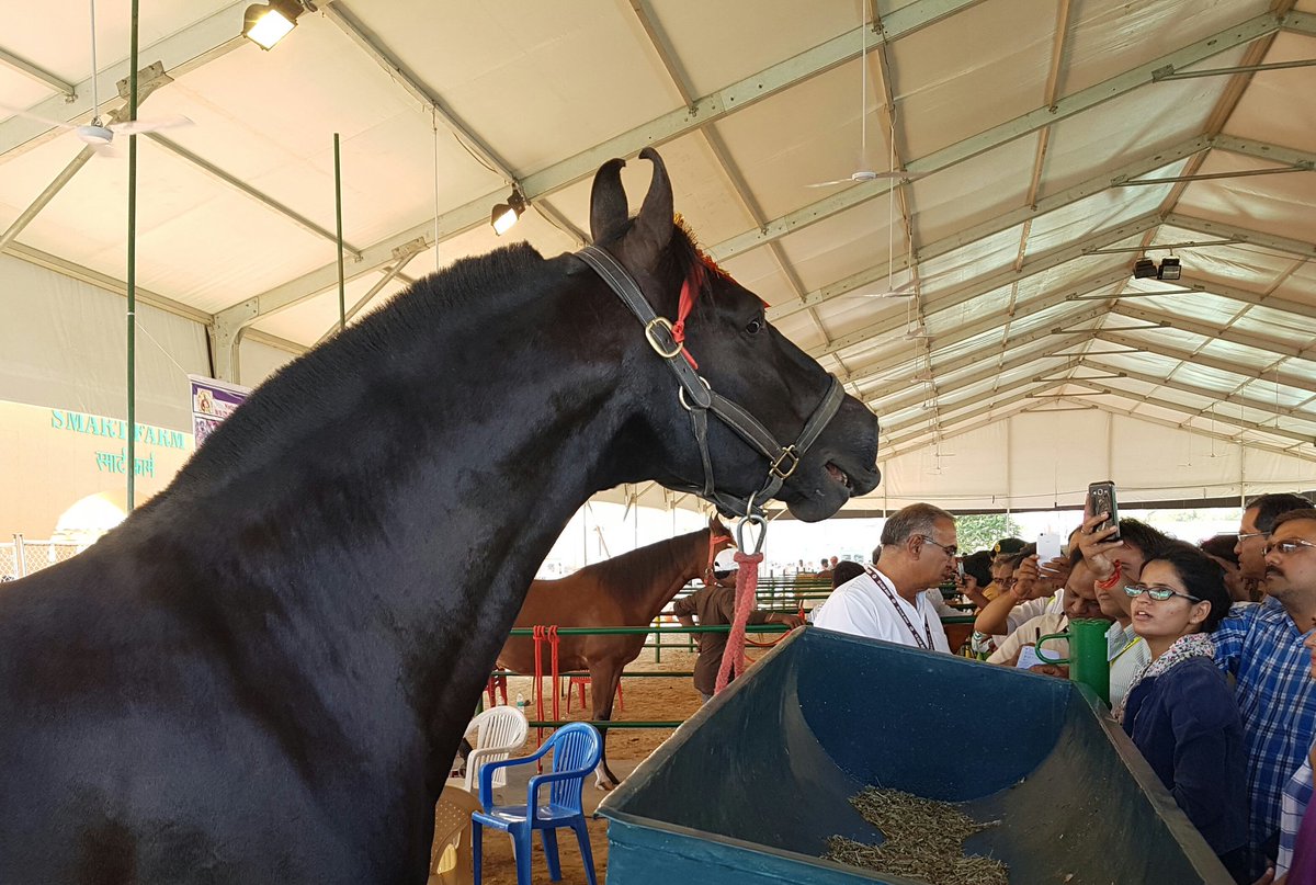 edwarddickinson's tweet image. Stunningly beautiful Marwari horses of Rajasthan drew big crowds #GRAM2016