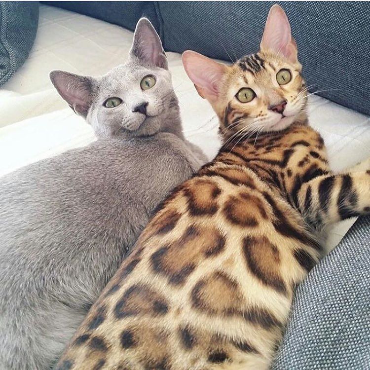 amzanimalsworld's tweet photo. Watch 😂
#dog #dogs #toptags #puppy #pup #cute #eyes #instagood #dogs_of_instagram #pet #pets #animal #animals #pets… https://t.co/cyqt79y9eY