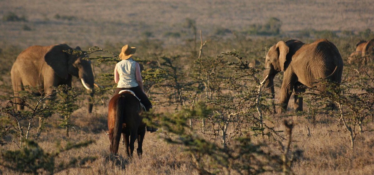 TrueTravel_'s tweet image. 'Beauty and the Beast'..Magical encounters on horseback in the African bush..#Kenya #BoranaLodge #Horseriding #Laikipia