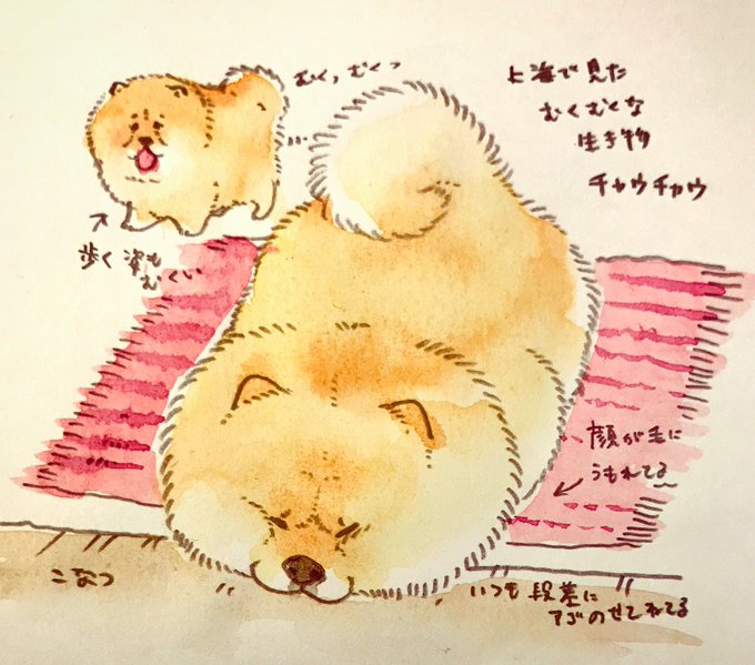 上海に行ってチャウチャウの魅力に取り憑かれ帰って来ました 