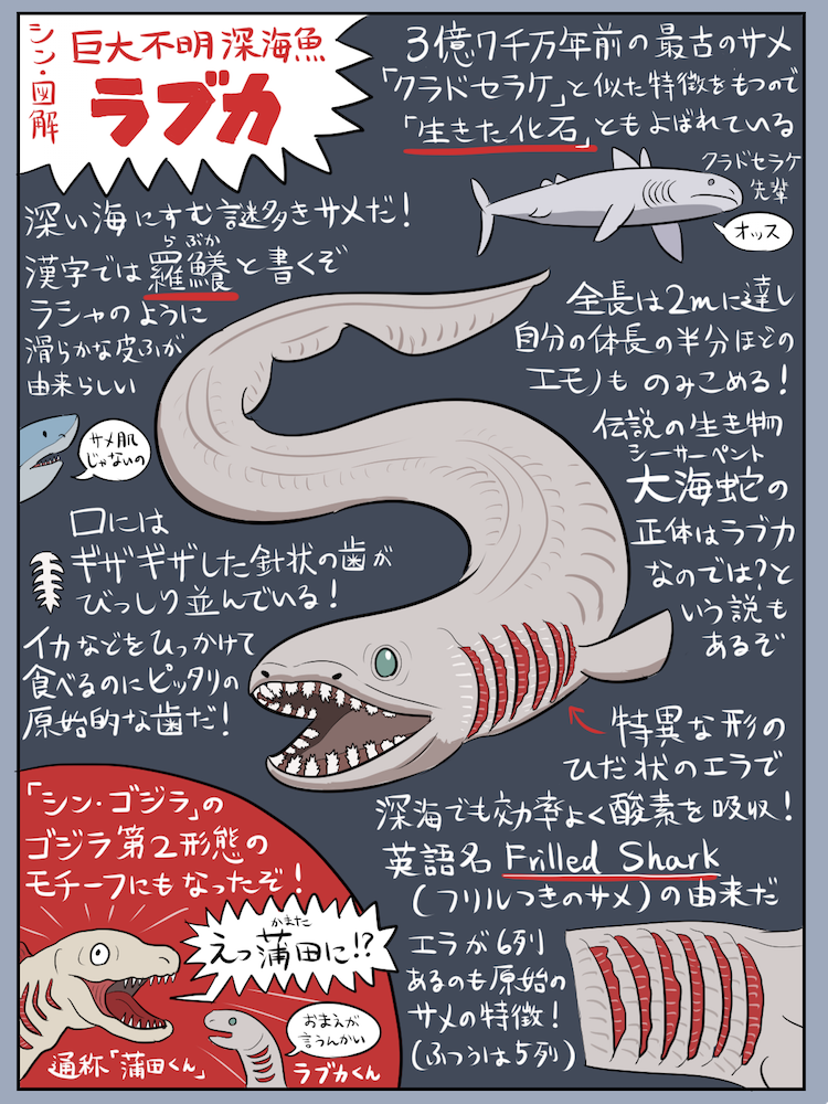 シン ゴジラのモデル深海生物 ラブカ の図解が面白すぎる 蒲田くんがうるさい 笑 食べられるの Togetter