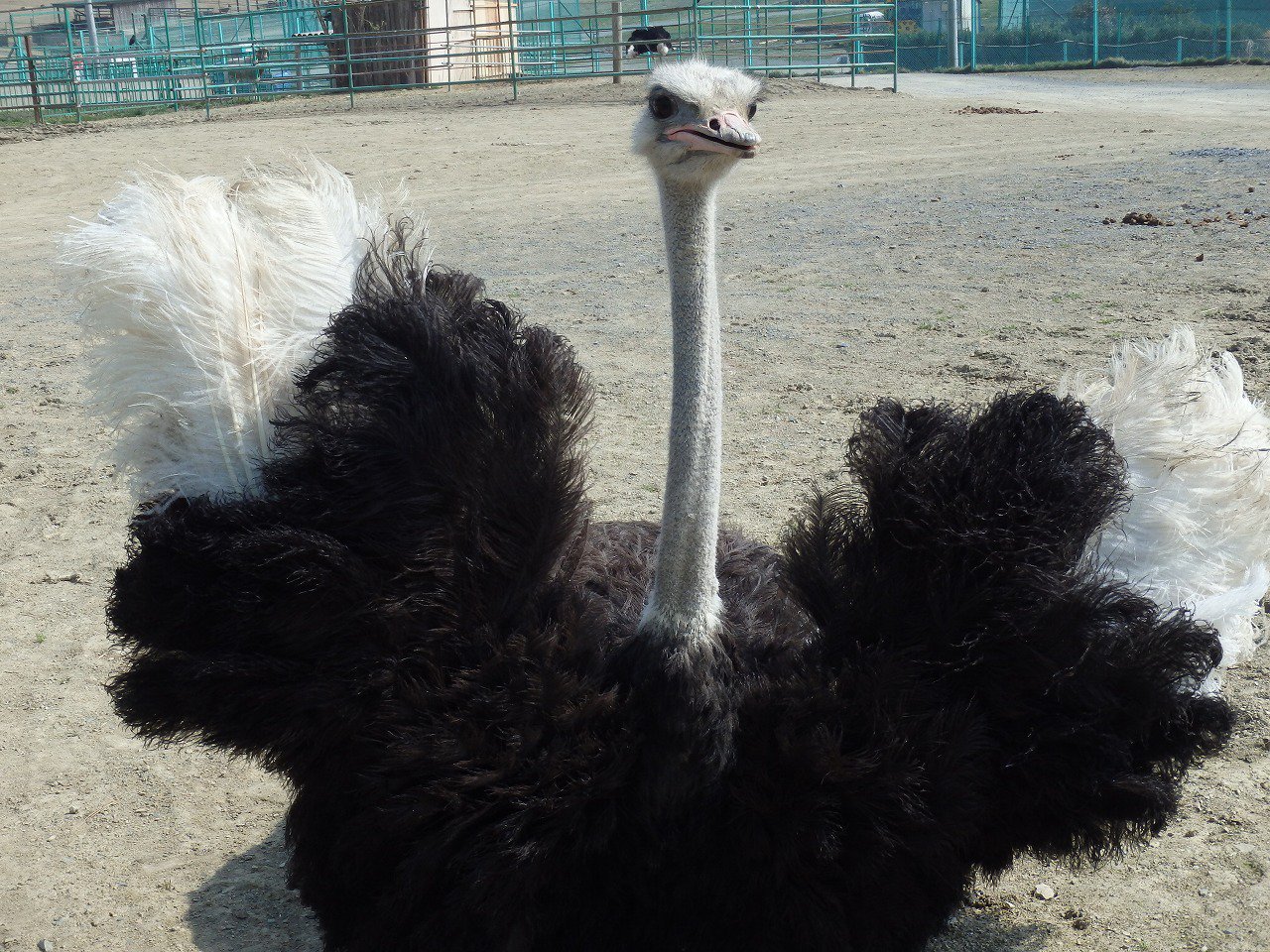 岩手サファリパーク Pa Twitter 羽を広げてボクは大きいんだぞ アピール 群れの順位を守るため 今日も頑張っています 飼育部 タナベ 岩手サファリパーク ダチョウ イエヤスくん 強さアピール 群れ 順位 現在3位 小心者 岩手サファリパーク Pa Twitter 羽を広げてボクは大きいんだぞ アピール 群れの順位を守るため 今日も頑張っています 飼育部 タナベ 岩手サファリパーク ダチョウ イエヤスくん 強さアピール 群れ 順位 現在3位 小心者