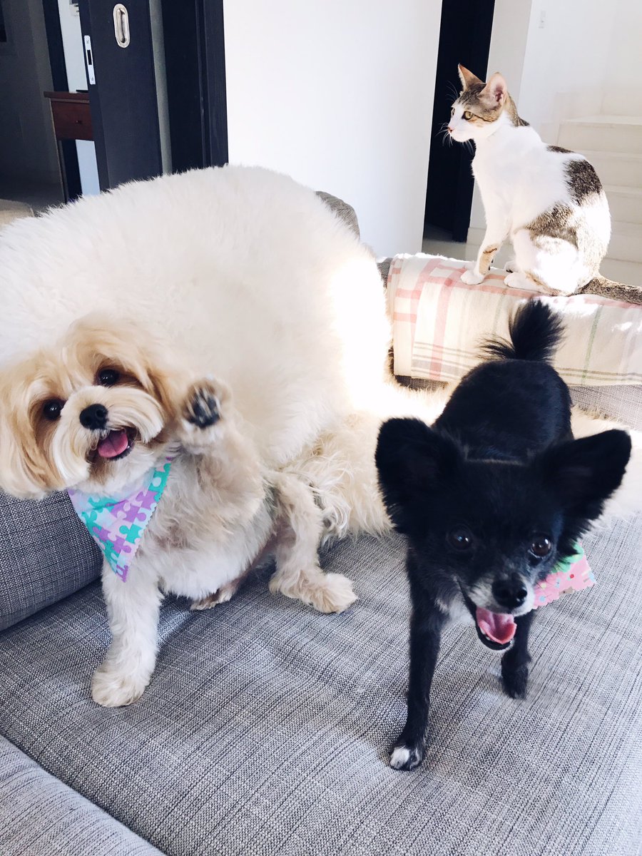 buynowbloglater's tweet photo. We did attempt a family photo but it didn't quite work out https://t.co/PfdaWLZXGa