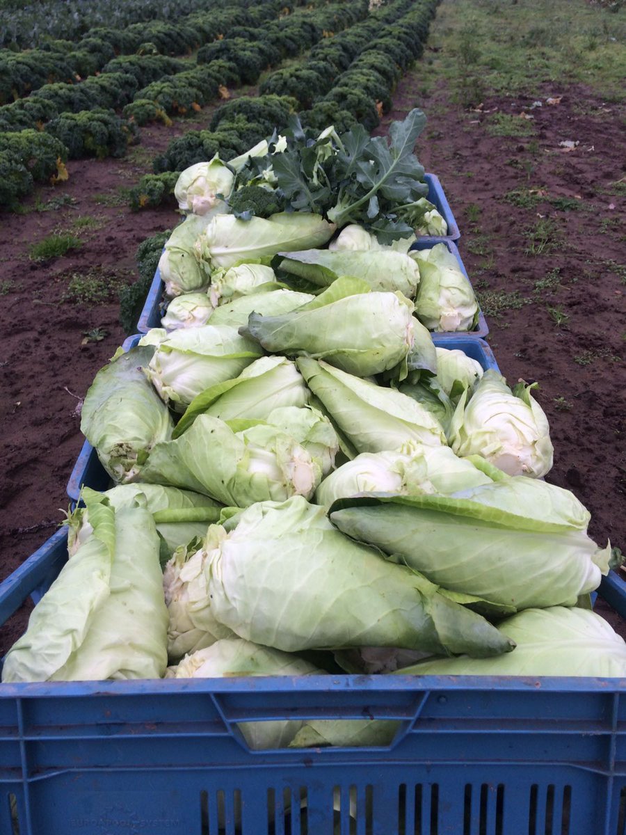 HerenboerenWP's tweet photo. Top! De oogst van de week; exclusief voor onze leden. Wil je ook (zonder vieze handen) eten van eigen land, check https://t.co/eCzwLxdVu1 https://t.co/mOoxYkK64M