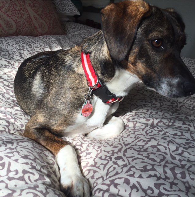 Very pretty Annie with her new color coordinated martingale collar and tag! Annie's wearing: bit.ly/2eEdWMh #myifitbarks #dogcollar