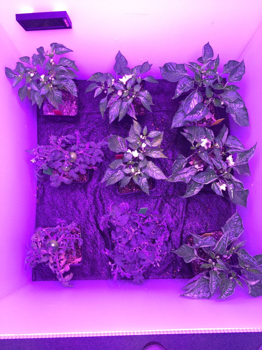 RansomScience's tweet photo. Average of 2 unripe fruit per tomato plant. Making progREess! #GrowingBeyondEarth @fairchdchallnge https://t.co/ST66aKqpV9