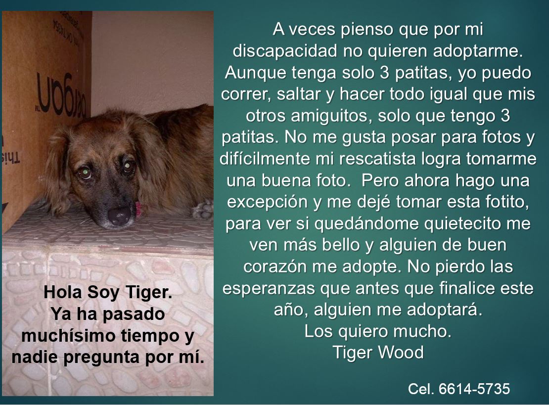 El ser diferente fisicamente lo hace aun mas especial. RT por favor. @brisasgolfpty @RobaMorena <a href="/quinnannette/">Annette Quinn</a> <a href="/perroslindospty/">Perros Lindos Panama</a>