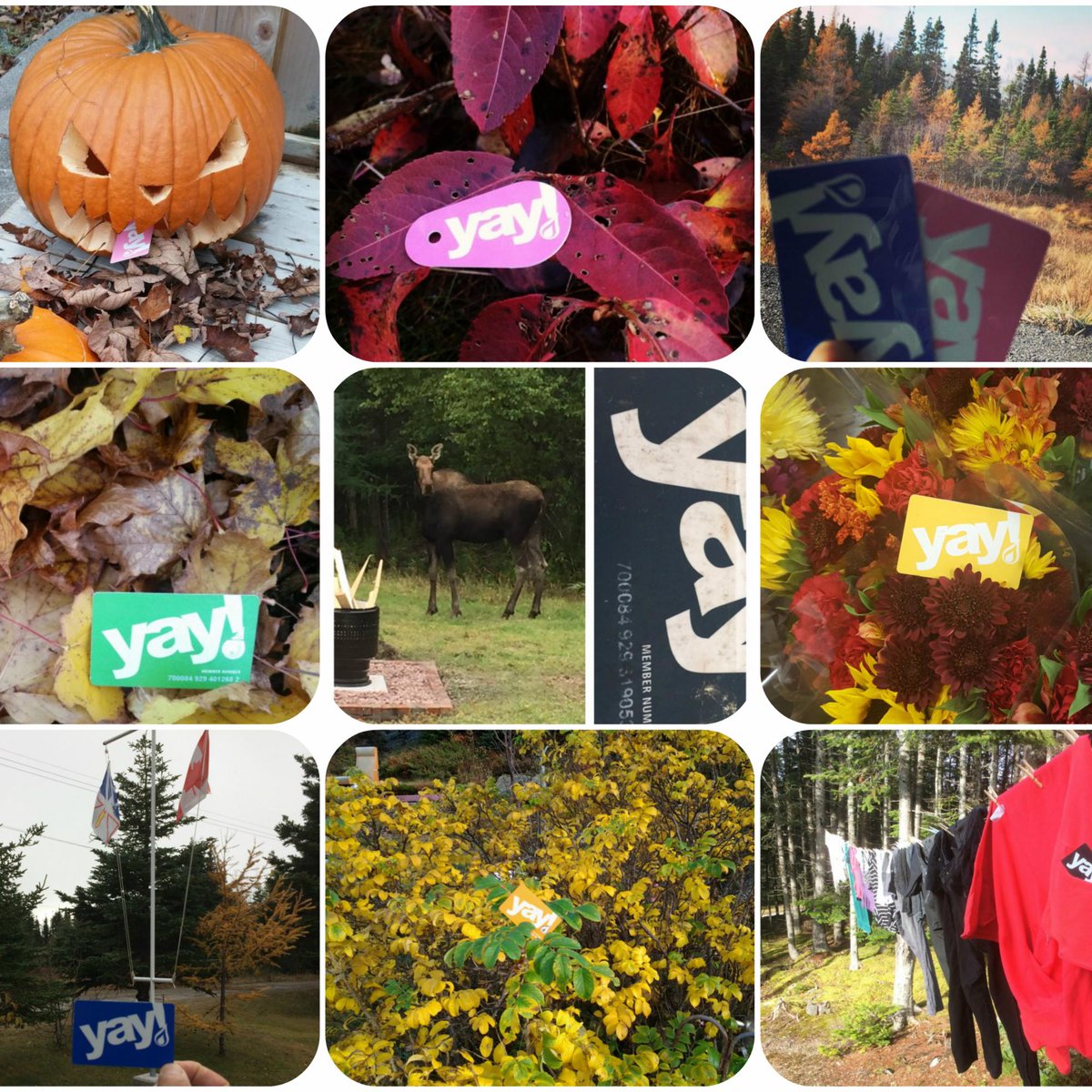 YAYRewards's tweet photo. Our Yay! Rewards members are simply the best! Awesome selection of entries into our 50,000 point Fall Photo Contest: https://t.co/LiStF3Gbrj https://t.co/RNogAl2ELP