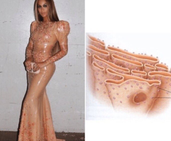 Eplasey's tweet photo. even beyoncé endorses rough ER👑 #organellewars @SaralandAPBio https://t.co/rYgACs6V0h