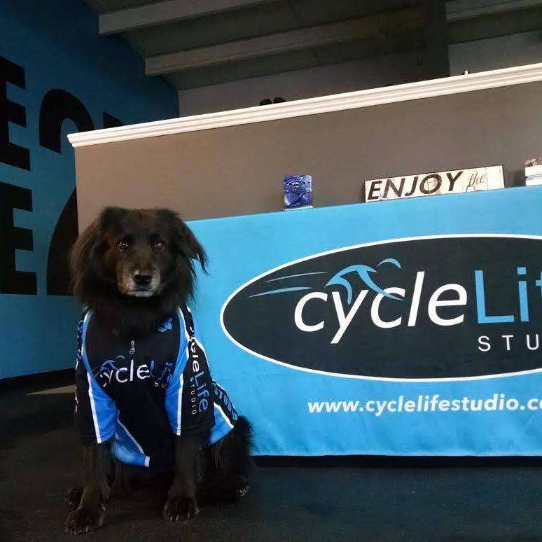CycleLifeStudio's tweet photo. TBT with #Hunter! Come say woof during any one of our classes today. #cyclelifestudio #cyclelifefit #trainwithus #cycling #fitfam #fitness https://t.co/Tq0eDhY7DN
