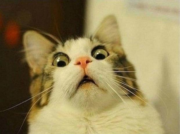 terribleuthguy's tweet photo. My face when I see my students' Facebook and Twitter discussions about the election: https://t.co/KPPDVTQ7Ed
