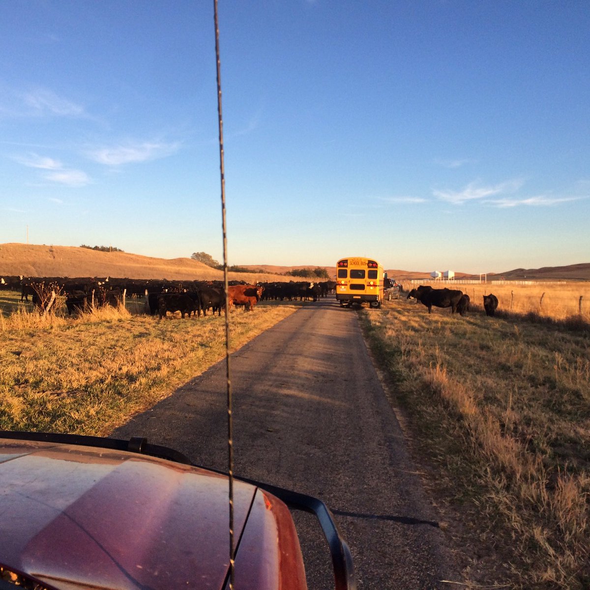 HonestBeef's tweet photo. When you're just trying to go to kindergarten. #honestbeef #agriculture #ranchlife  🚌🐂✏️ https://t.co/R0f59cCVAe