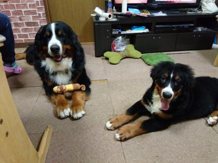 Figaro828's tweet image. 「妹に会いに行ってきたよ！」barnaby0124.blog.fc2.com/blog-entry-356… #fc2 #fc2blog