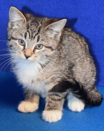 Providence_AC's tweet photo. CALLING ALL #VETERANS, we honor you on #VeteransDay by offering free #pet adoptions &amp; free Rabies shots! https://t.co/gYa4ZWSUWU https://t.co/wDqq7q6ppx
