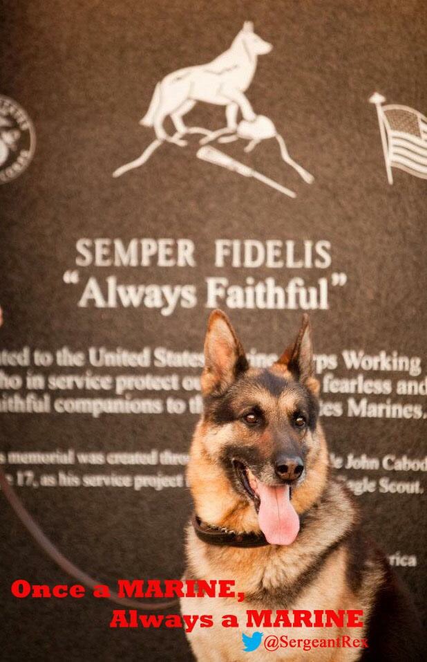 SergeantRex's tweet image. Happy birthday Marine Corps! 241 years of devil dogs!