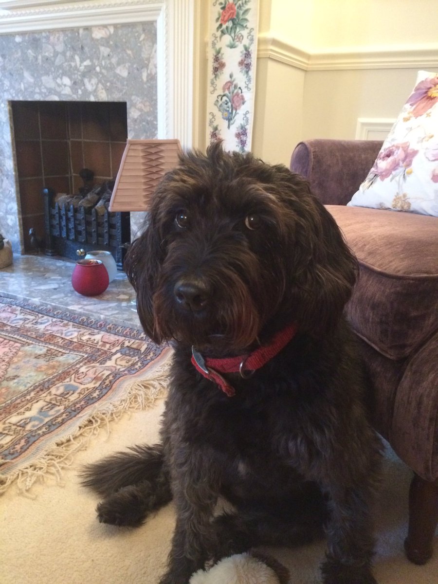 Musings09's tweet photo. Lulu our #borrowmydoggy friend https://t.co/GcWj68qSmr