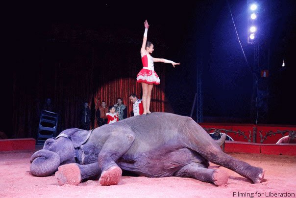 PETAUK's tweet photo. These shows must not go on! 
Please send a message to Irish politicians today. https://t.co/YFbXA76OWa https://t.co/mckF5ByyLx