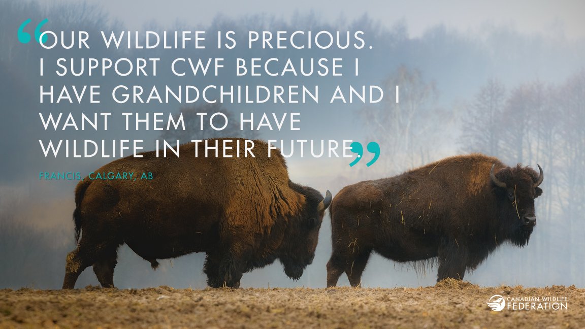 CWF_FCF's tweet image. Support important #conservation work like restoring #wildlife populations &amp;amp; teaching kids about #nature. Donate now: buff.ly/2eUCpNA