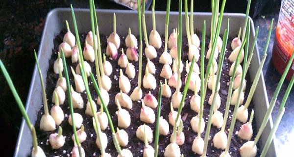 Stop buying garlic And Grow An Endless Supply Of Garlic On The Homestead - homesteadingfreedom.com/stop-buying-ga…