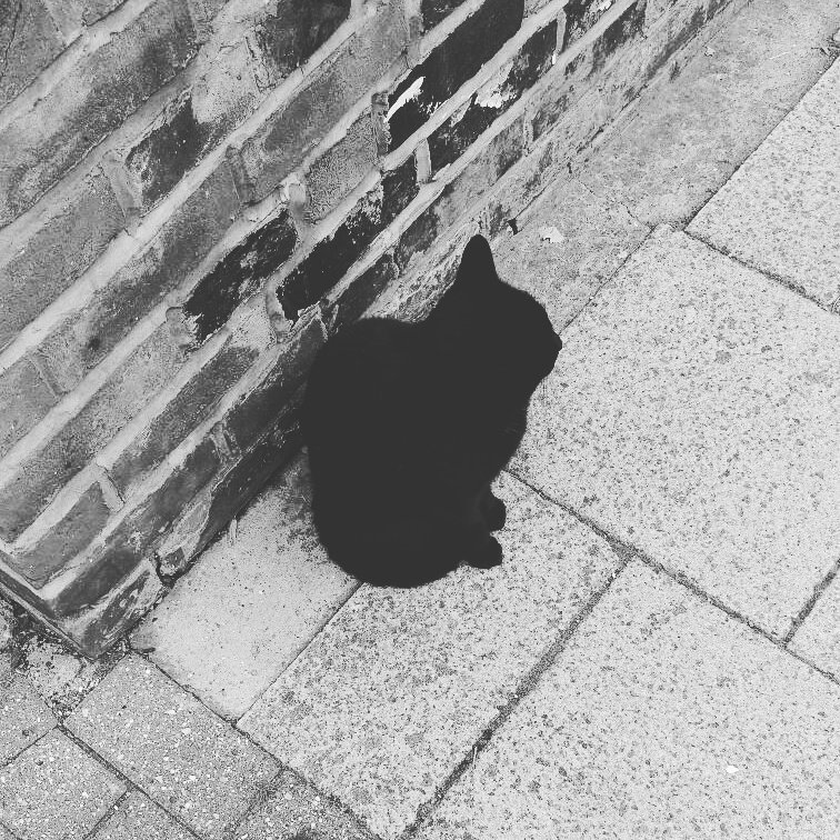 Posh_Dot's tweet photo. Mr Stanley got tired of me petting him every morning, today he decided to ignore me. #Southsea #Caturday #ChristmasGifts #wednesdaywisdom https://t.co/Hhj35a9Rwa
