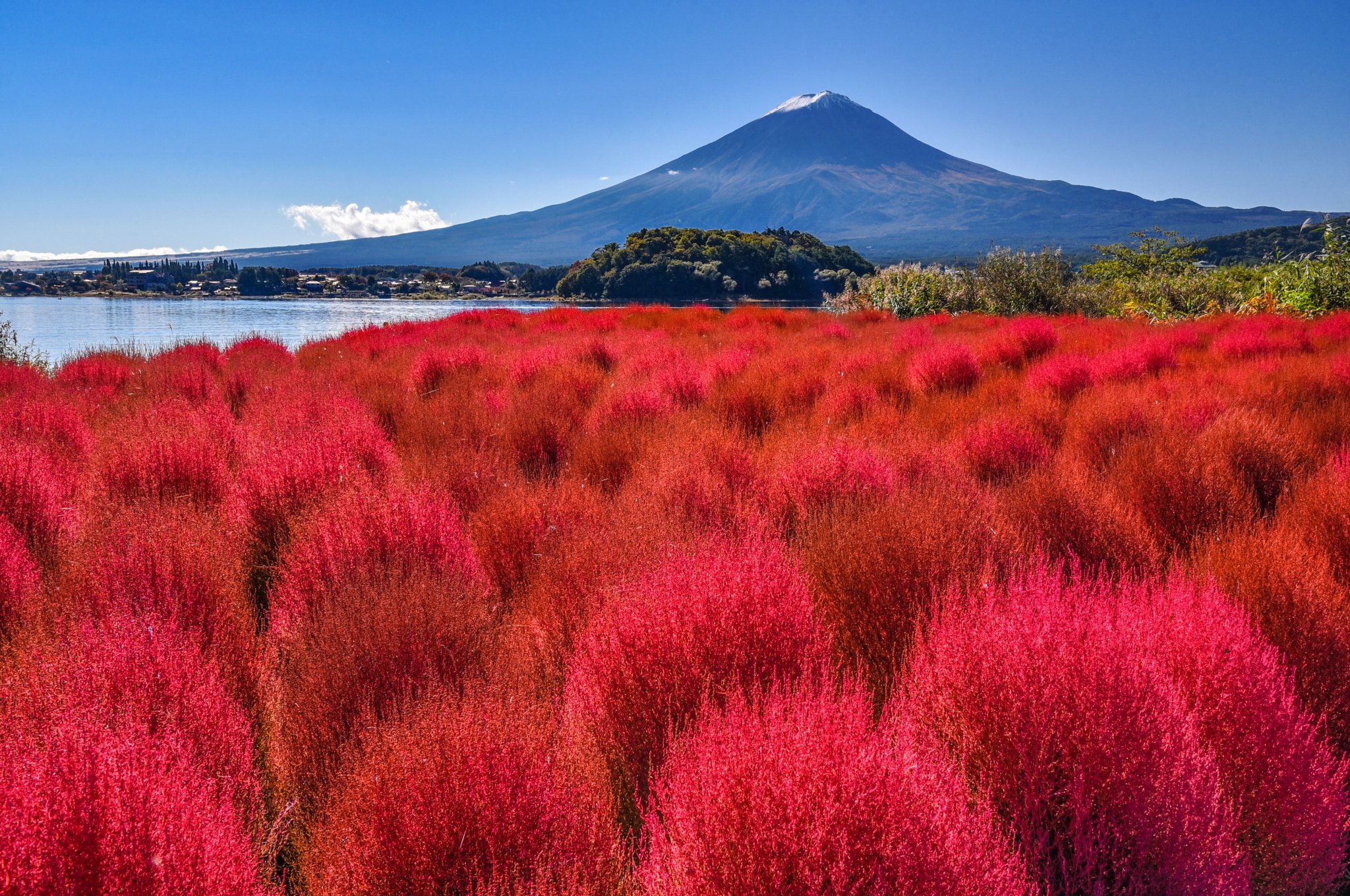 Taitan No Twitter 先月下旬に訪れた河口湖大石公園 コキアの紅葉と富士山の風景です T Co Uf8uzpoagv Twitter