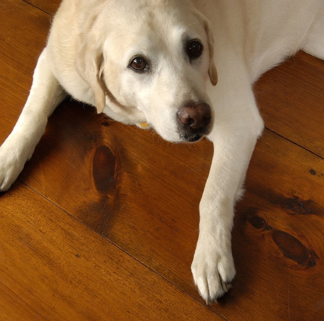 carlislefloor's tweet photo. another happy "client" enjoying "his" Carlisle #pineflooring #yellowlab #welovedogs https://t.co/bEiUsFpgOF https://t.co/hyAQ97x1rz