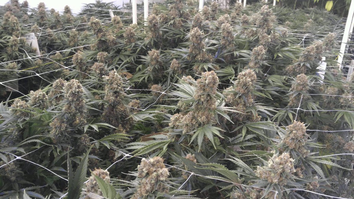 LeefSuzy's tweet photo. #jackdeisel growing up strong. #LeefOil #i502producerprocessor #indoorperpetualgrow #nopesticides #Leef #co2oil #b2bsales https://t.co/LL1nOgt2hK