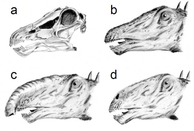 PeterCVelazquez's tweet photo. @NutmegSomething Did you know some paleontologists believe a number of sauropod species may have had trunks? Skulls seem to suggest this. https://t.co/napwURJAqS