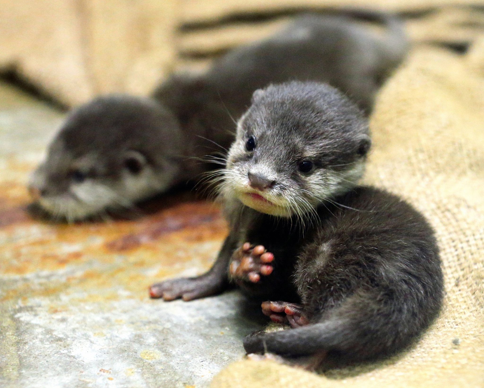 River Otter Pups Cute river-otter-pups-cute