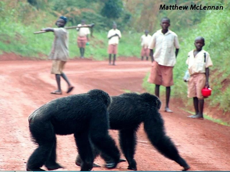 Trees &amp; Tuitions Save Chimps! Dr. Matt McLennan reports on program doing exactly that. bit.ly/2fDS4AN  #greatapes