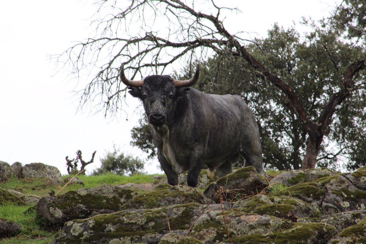 Madroñito de nuevo en el campo extremeño.