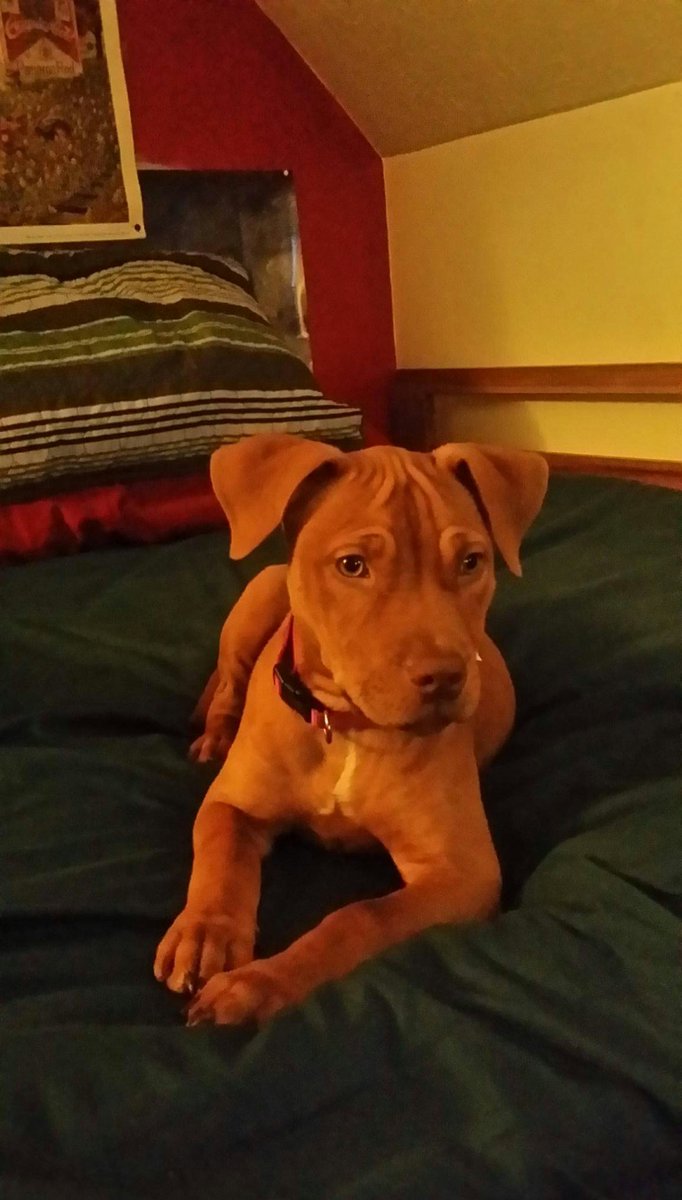 My new puppy sasha. Shes a red nose pit