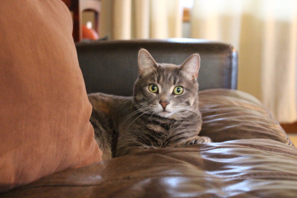 One cat. One couch. One camera.