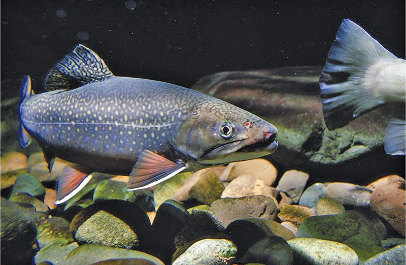 PANatResources's tweet photo. Got brook trout? You got clean water - https://t.co/qu4wu5l56m https://t.co/UtNBCGVGPu