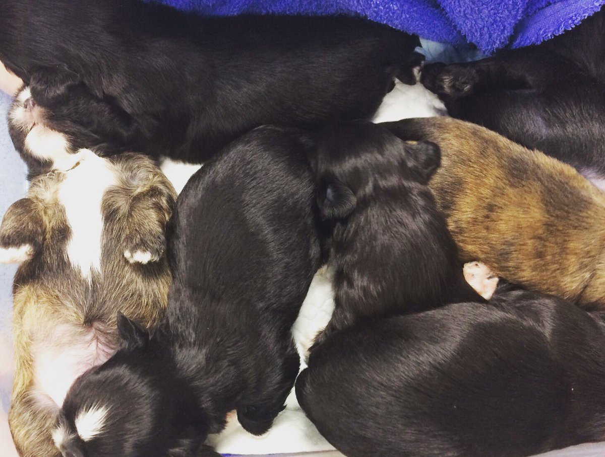 mypetsvetsltd's tweet photo. A pug puppy to start out Thursday, a box of #puppies to finish it #perfectday @mypetsvetsltd #yourpetschoice #vetslife https://t.co/pFzG9NO0mc