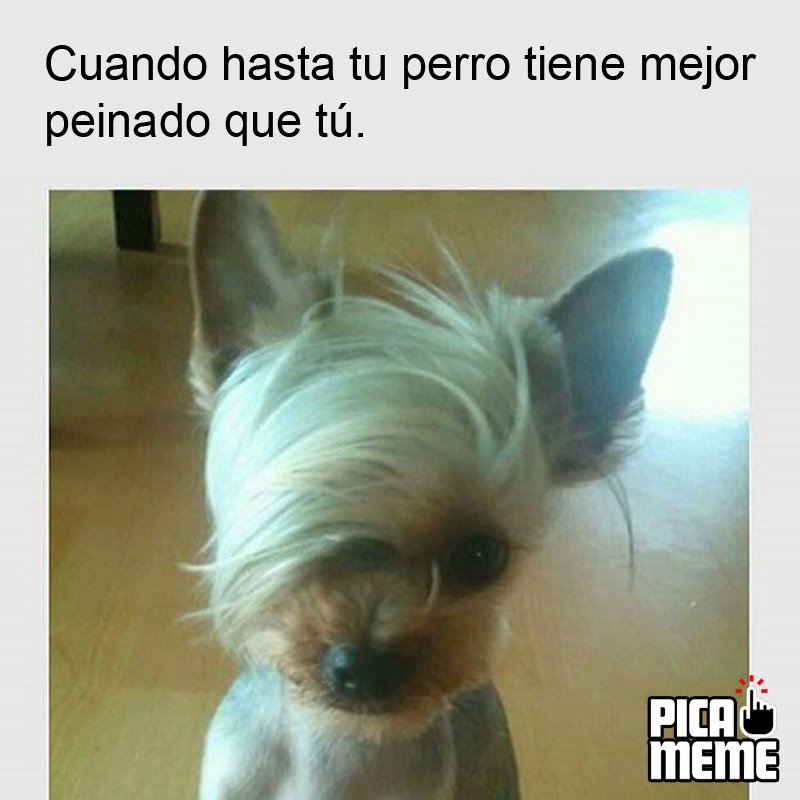 Details 48 imagen perro con peinado meme