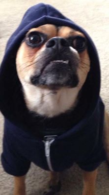 CHANNINGPOSTERS's tweet photo. This dog is #badass. #GangstaPooch https://t.co/WnyJuzZxxK