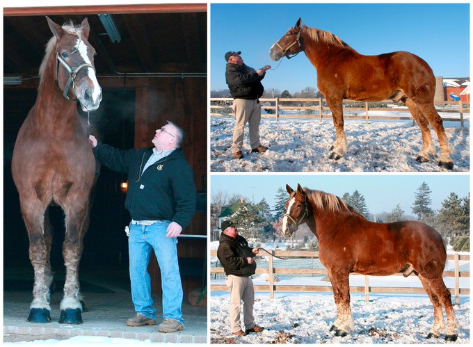 tallest horse ever recorded