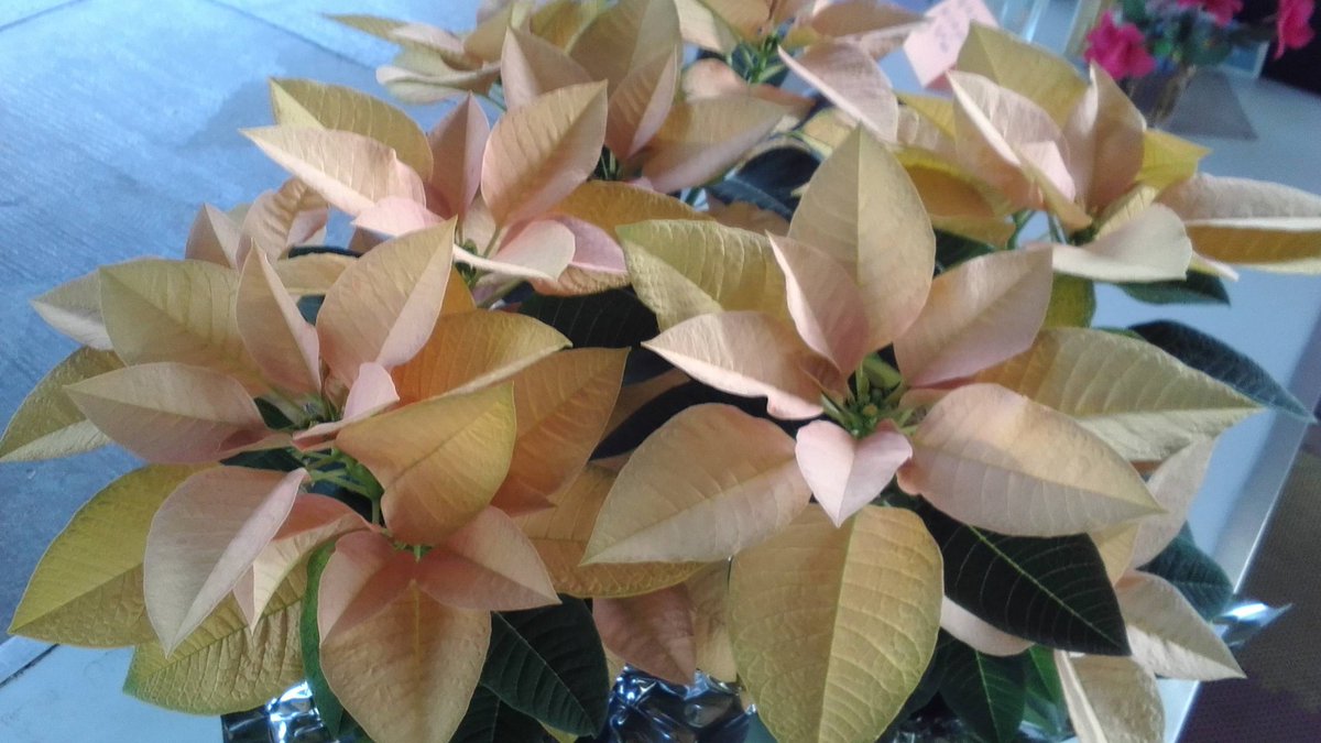ParksRetail's tweet image. Just wanted to show off two new colors of #poinsettias just in time for Thanksgiving!! Think #hostess gifts....