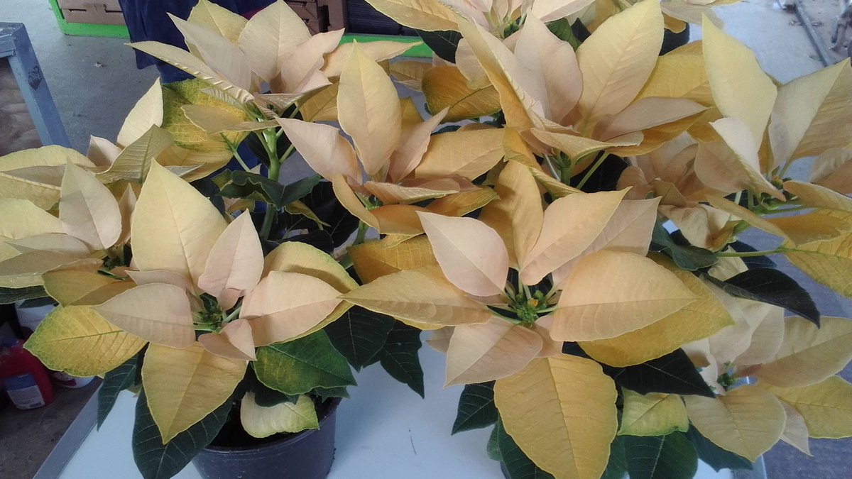 ParksRetail's tweet image. Just wanted to show off two new colors of #poinsettias just in time for Thanksgiving!! Think #hostess gifts....