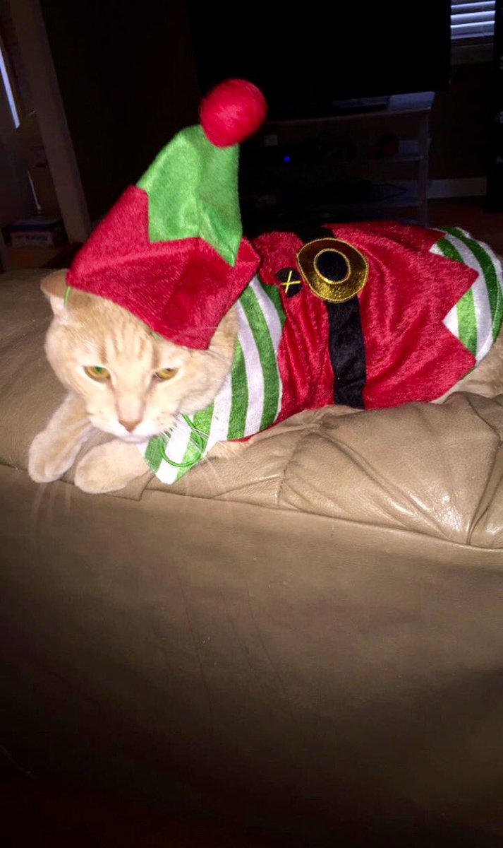 Madiburr's tweet photo. @BlondeVsWorld he hates his life 😂 #CatElf #SantasLittleHelper https://t.co/xbYW4ywqSd