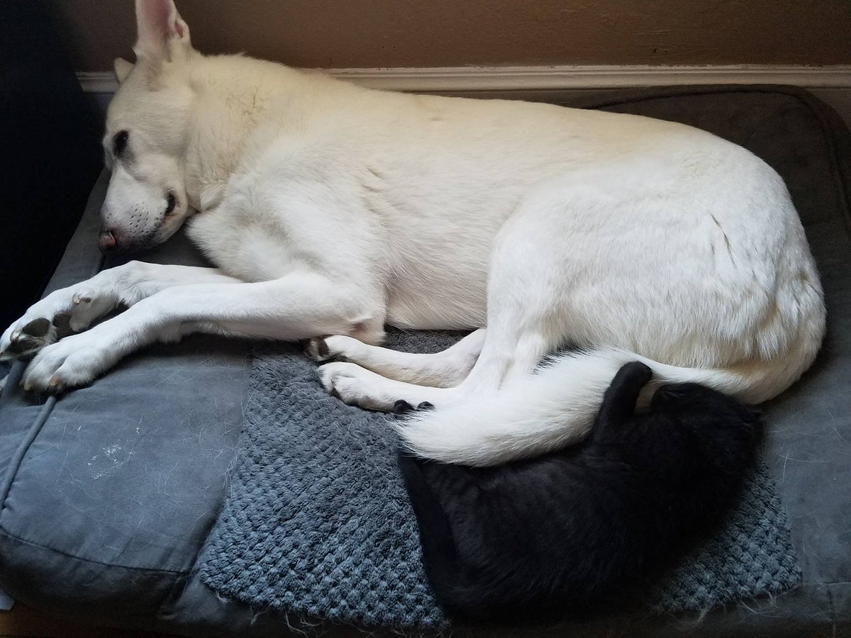 GSDLuna's tweet photo. Can someone get this thing off of me?
#FosterKitten #GSD #WGSD #DogsOfTwitter #WhiteGermanShepherd #GermanShepherd #Kitten https://t.co/ixLQgPQJJP