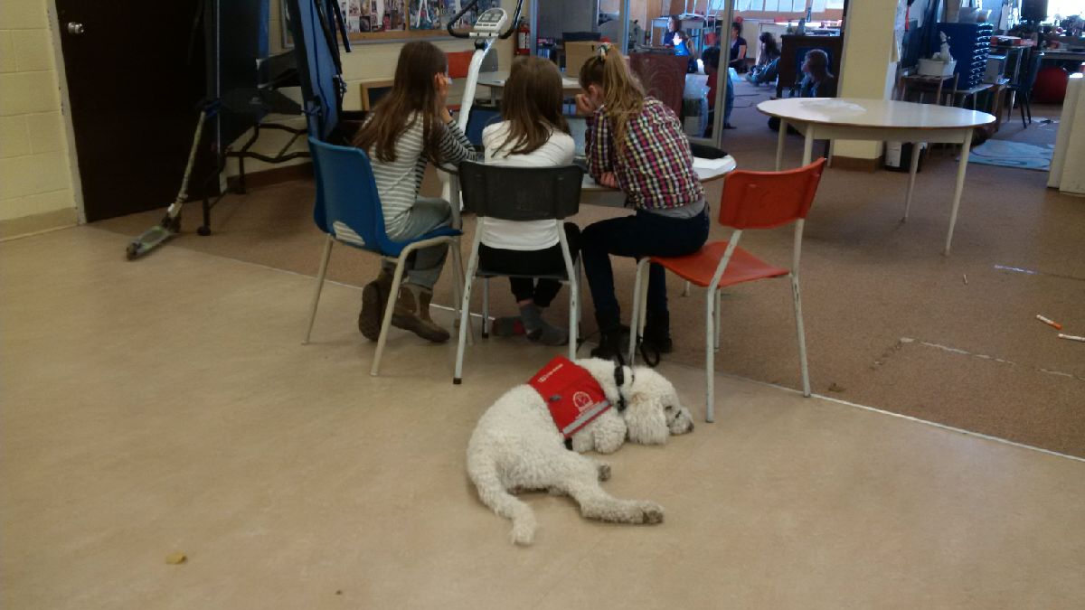 Equinox_Roden's tweet photo. A pretty typical 'work day' for our new @LFCDogGuides furry 'student'. @CDNDiabetesVic #Inclusion https://t.co/PiaIKcG5EX