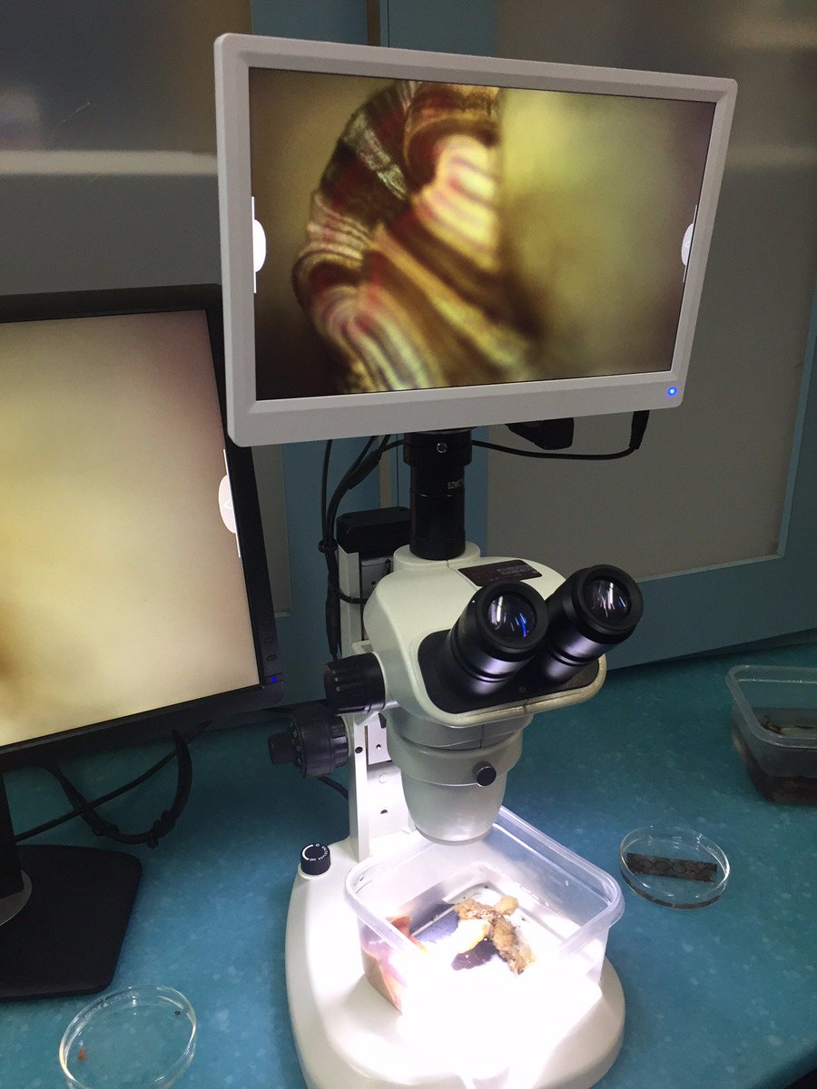 healthebayAQ's tweet photo. We're finding THE coolest tiny critters under the microscope today! Join us every Thursday for #MicroSafari https://t.co/TaFiyvnQqs