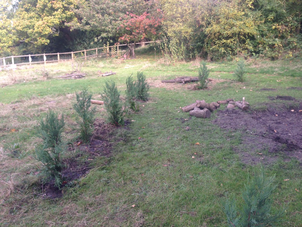 ForestSch_Ideas's tweet photo. We like to plan ahead! These conifer saplings will provide our muddy area with the shade it needs to stay nice and soggy #forestschool https://t.co/y8cmKFhjiN