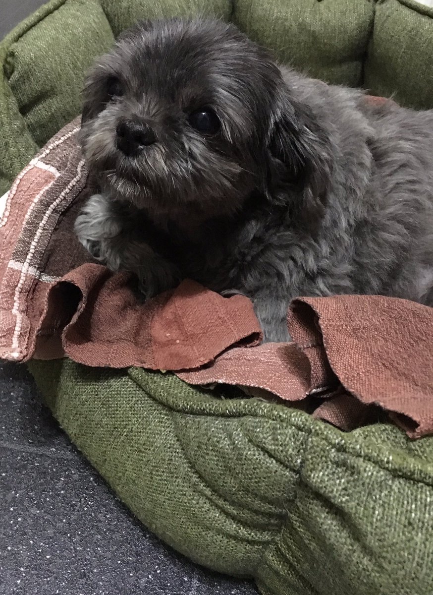 Cesca_Marie_'s tweet photo. Back home, several pounds lighter #MeNotTheDog 💕 feeling very sorry for herself https://t.co/Ur6iBgQI8B